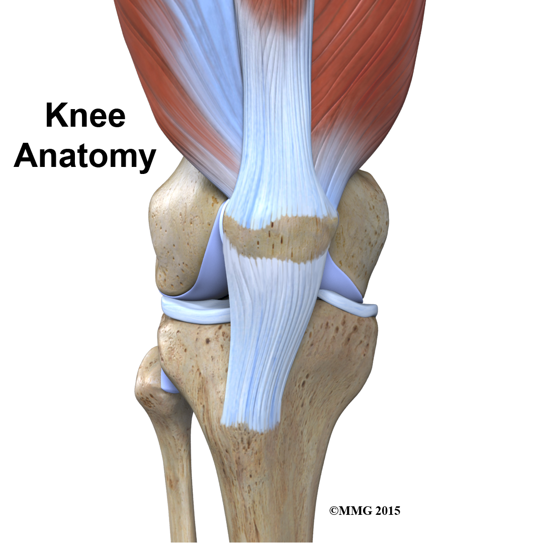 Complete anatomy of the knee - ppinriko