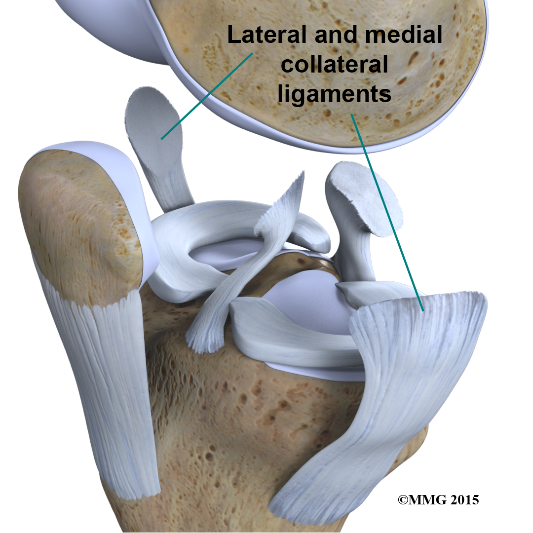 Physical Therapy in Ellenton for Knee - Anatomy